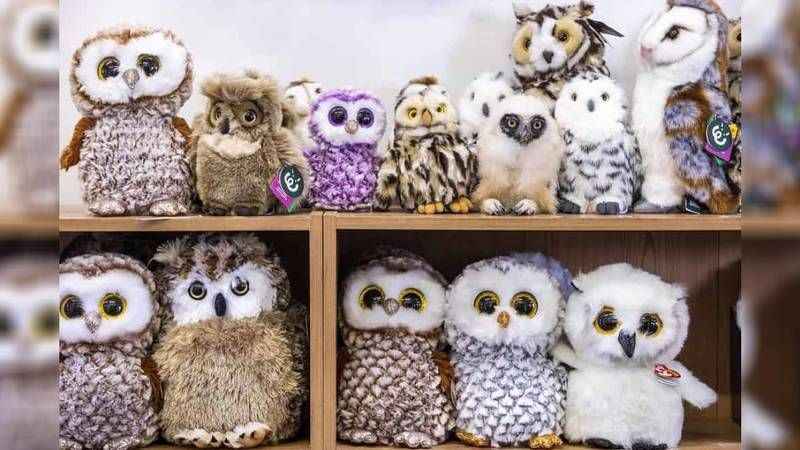 Baykuşu görenlerin IQ’su 150 imiş! Sadece 4 saniyeniz var…